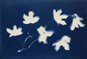 'Field Maple Dove' cyanotype print 15 x 21 cm